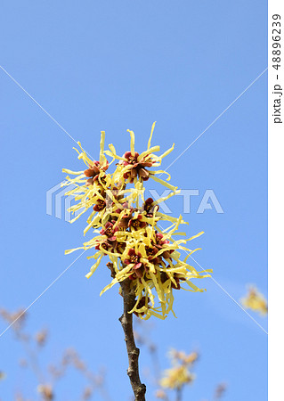 慶徳公園に咲くマンサクの花 慶徳公園に咲くマンサクの花 48896239