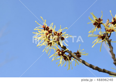 慶徳公園に咲くマンサクの花 48896240