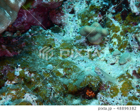 イシガキカエルウオ 48896382