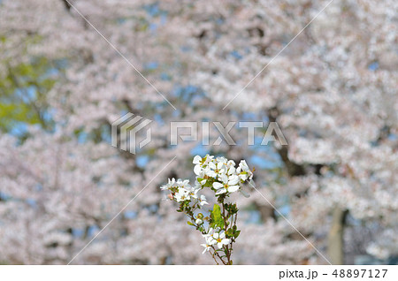 ＜イメージ＞　咲きはじめの桜 48897127