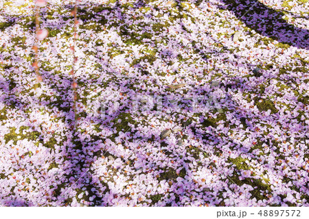 城南宮　梅の花びら 48897572