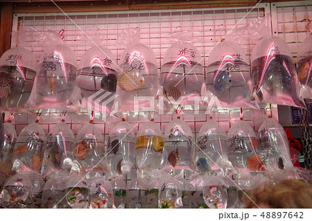 香港 金魚ストリート （通菜街 48897642