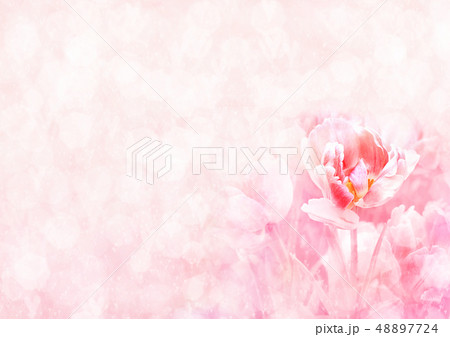 Pink tulips blossoming flowers background 48897724