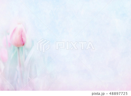 Pink tulips on spring blooming flowers background 48897725