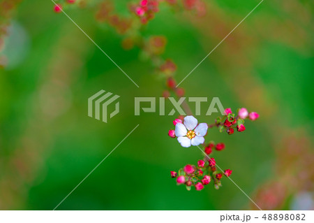 ユキヤナギ 48898082