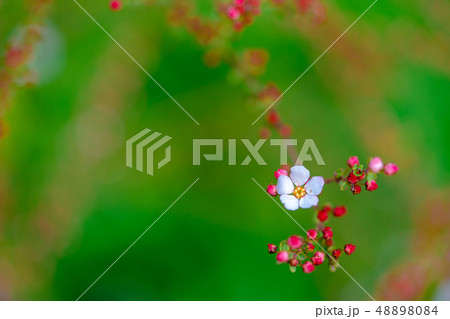 ユキヤナギ 48898084