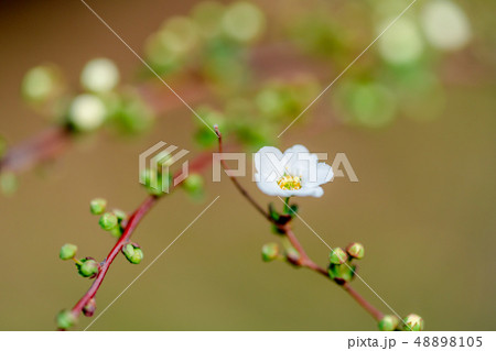 ユキヤナギ 48898105