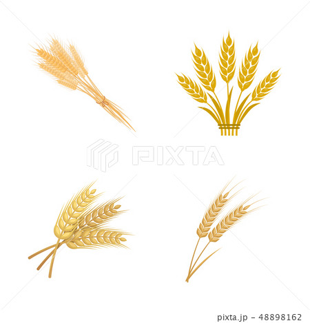 Vector design of wheat and stalk logo. Set of wheat and grain stock vector illustration. 48898162