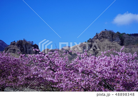 満開の南阿蘇桜公園と阿蘇山の風景 48898348