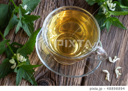 A cup of white dead-nettle tea A cup of white dead-nettle tea 48898894