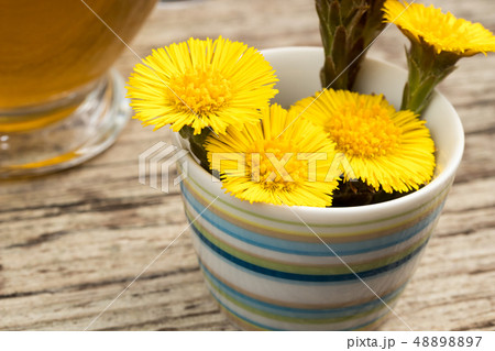 Fresh coltsfoot (Tussilago farfara) flowers 48898897