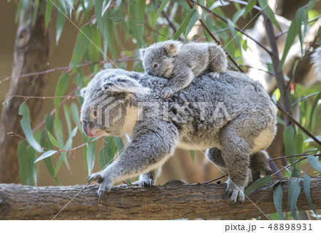 【コアラ】母親の背中に乗ろうとする赤ちゃんコアラ 48898931
