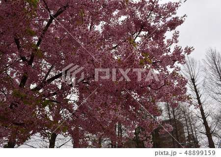 桜と若葉 桜と若葉 48899159