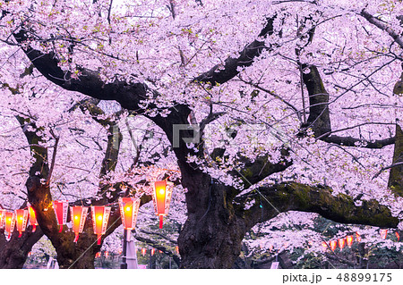 ライトアップの桜 上野公園 ライトアップの桜 上野公園 48899175