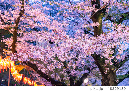 ライトアップの桜　上野公園 48899189