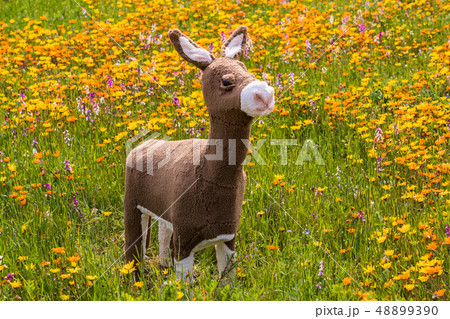 (静岡県)松崎町・田んぼをつかった花畑 (静岡県)松崎町・田んぼをつかった花畑 48899390