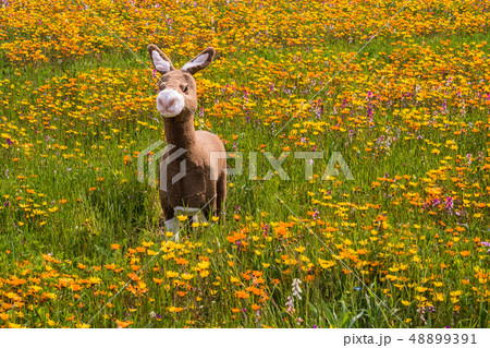 （静岡県）松崎町・田んぼをつかった花畑 48899391