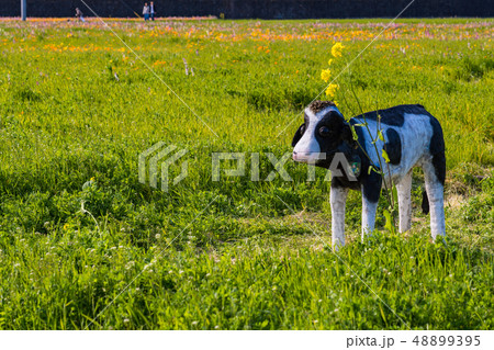 （静岡県）松崎町・田んぼをつかった花畑 48899395