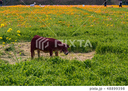 (静岡県)松崎町・田んぼをつかった花畑 (静岡県)松崎町・田んぼをつかった花畑 48899398