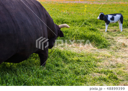 （静岡県）松崎町・田んぼをつかった花畑 48899399
