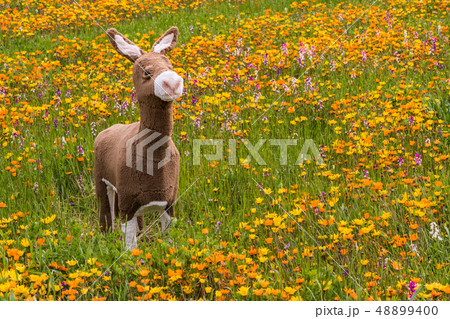 (静岡県)松崎町・田んぼをつかった花畑 (静岡県)松崎町・田んぼをつかった花畑 48899400