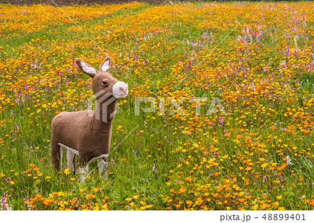 （静岡県）松崎町・田んぼをつかった花畑 48899401