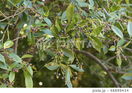 シャシャンボの実 シャシャンボの実 48899434