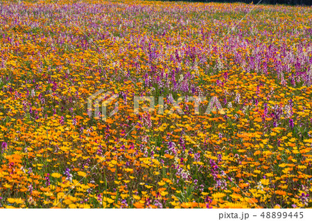 (静岡県)松崎町・田んぼをつかった花畑 (静岡県)松崎町・田んぼをつかった花畑 48899445