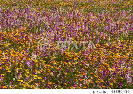 （静岡県）松崎町・田んぼをつかった花畑 48899450