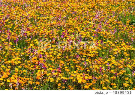 (静岡県)松崎町・田んぼをつかった花畑 (静岡県)松崎町・田んぼをつかった花畑 48899451