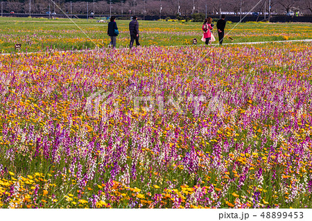 (静岡県)松崎町・田んぼをつかった花畑 (静岡県)松崎町・田んぼをつかった花畑 48899453