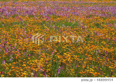 （静岡県）松崎町・田んぼをつかった花畑 48899454