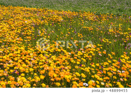 (静岡県)松崎町・田んぼをつかった花畑 (静岡県)松崎町・田んぼをつかった花畑 48899455