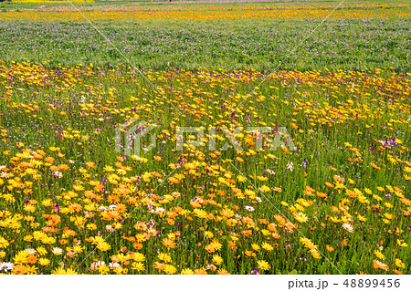 (静岡県)松崎町・田んぼをつかった花畑 (静岡県)松崎町・田んぼをつかった花畑 48899456