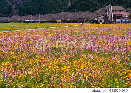 (静岡県)松崎町・田んぼをつかった花畑 (静岡県)松崎町・田んぼをつかった花畑 48899460