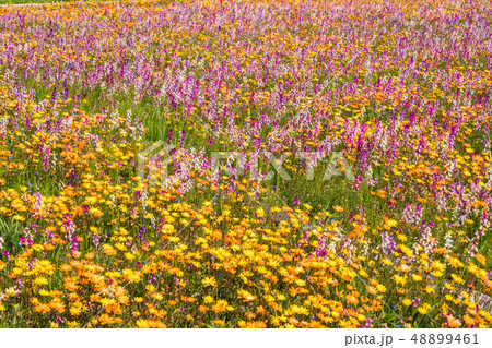 （静岡県）松崎町・田んぼをつかった花畑 48899461