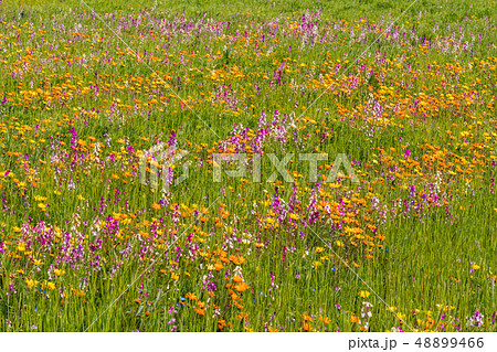 （静岡県）松崎町・田んぼをつかった花畑 48899466