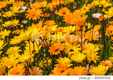 （静岡県）松崎町・田んぼをつかった花畑 48899468