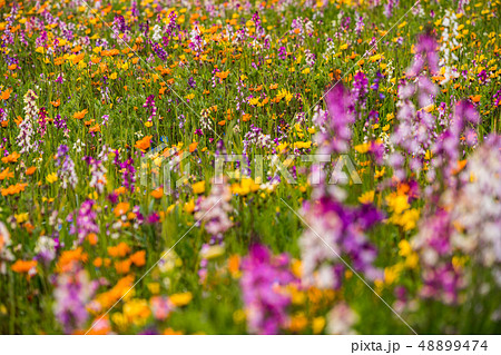 （静岡県）松崎町・田んぼをつかった花畑 48899474