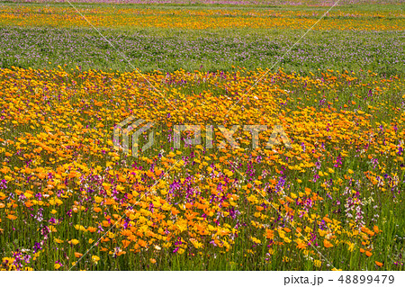 （静岡県）松崎町・田んぼをつかった花畑 48899479