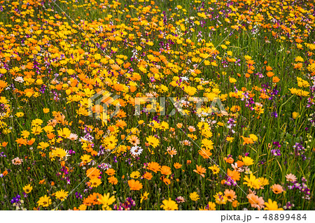 (静岡県)松崎町・田んぼをつかった花畑 (静岡県)松崎町・田んぼをつかった花畑 48899484