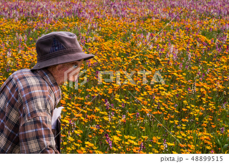 (静岡県)松崎町・田んぼをつかった花畑 (静岡県)松崎町・田んぼをつかった花畑 48899515