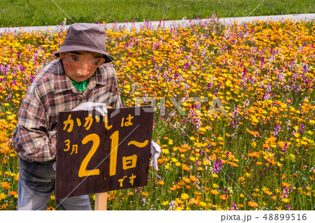 (静岡県)松崎町・田んぼをつかった花畑 (静岡県)松崎町・田んぼをつかった花畑 48899516