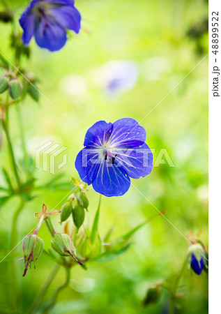 Blue flowers of the field, close-up Blue flowers of the field, close-up 48899522