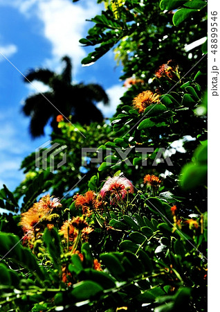 モンキーポッドの花 モンキーポッドの花 48899546