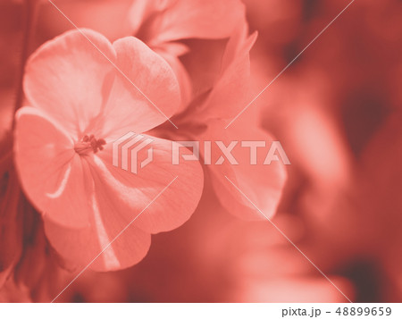 Pink flower on bokeh background. Macro 48899659