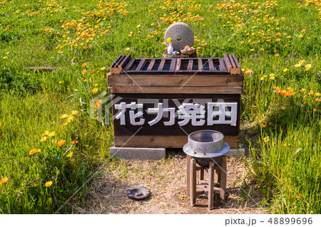 (静岡県)松崎町・田んぼをつかった花畑・花畑神社 (静岡県)松崎町・田んぼをつかった花畑・花畑神社 48899696