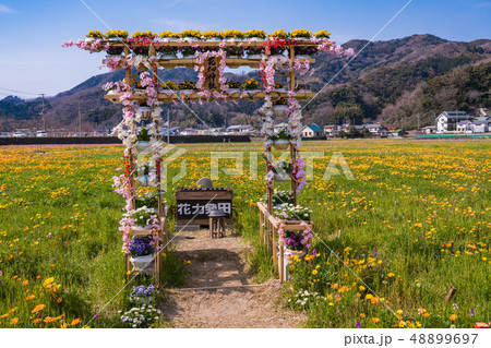 (静岡県)松崎町・田んぼをつかった花畑・花畑神社 (静岡県)松崎町・田んぼをつかった花畑・花畑神社 48899697