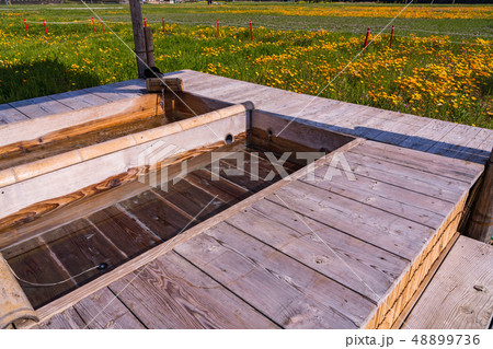 （静岡県）松崎町・田んぼをつかった花畑　足湯 48899736