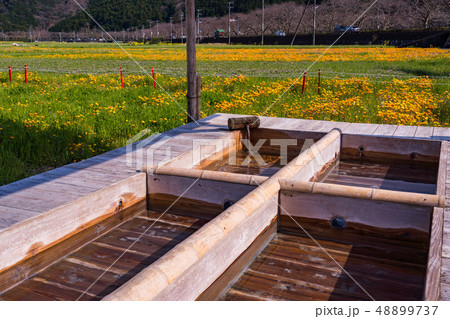 (静岡県)松崎町・田んぼをつかった花畑 足湯 (静岡県)松崎町・田んぼをつかった花畑 足湯 48899737